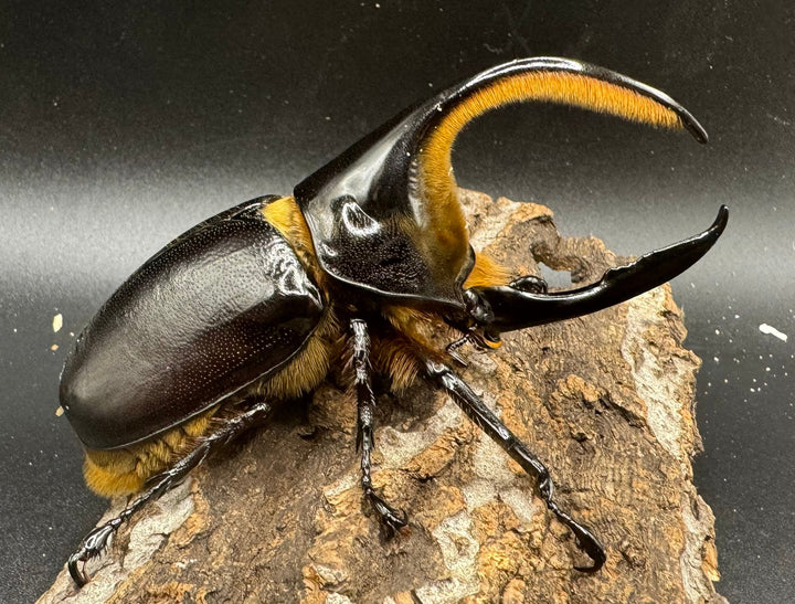 《サタンオオカブト 96mm ペア》