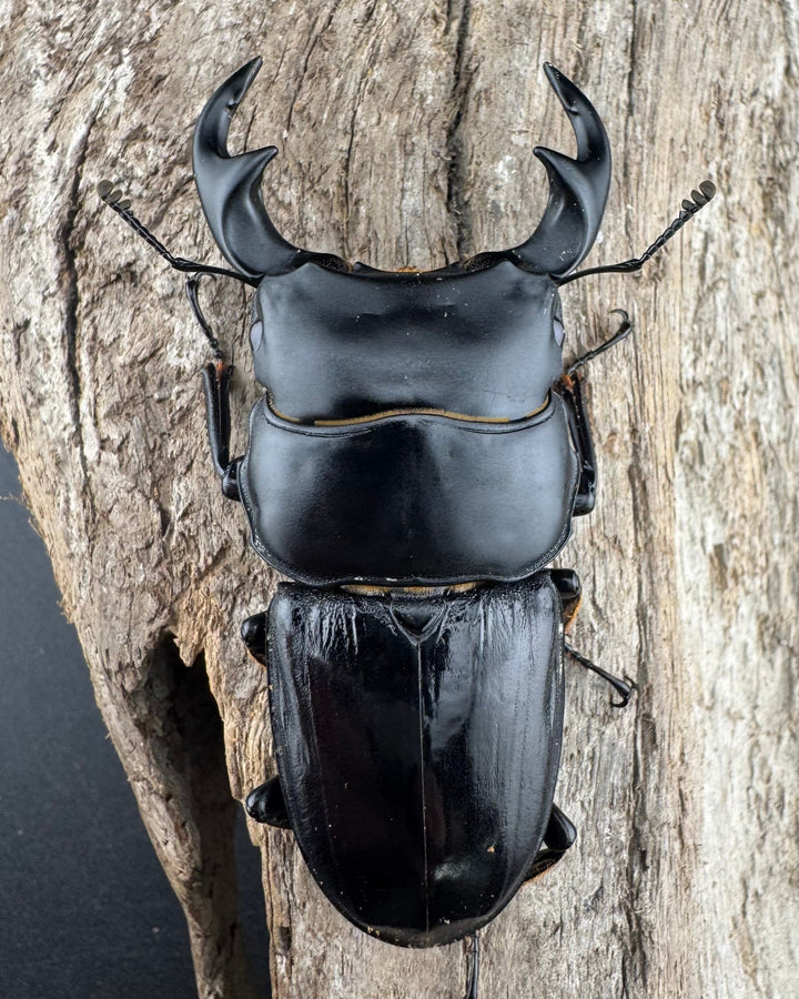 【WD】《ジャワパリーオオクワ 64mm ペア》