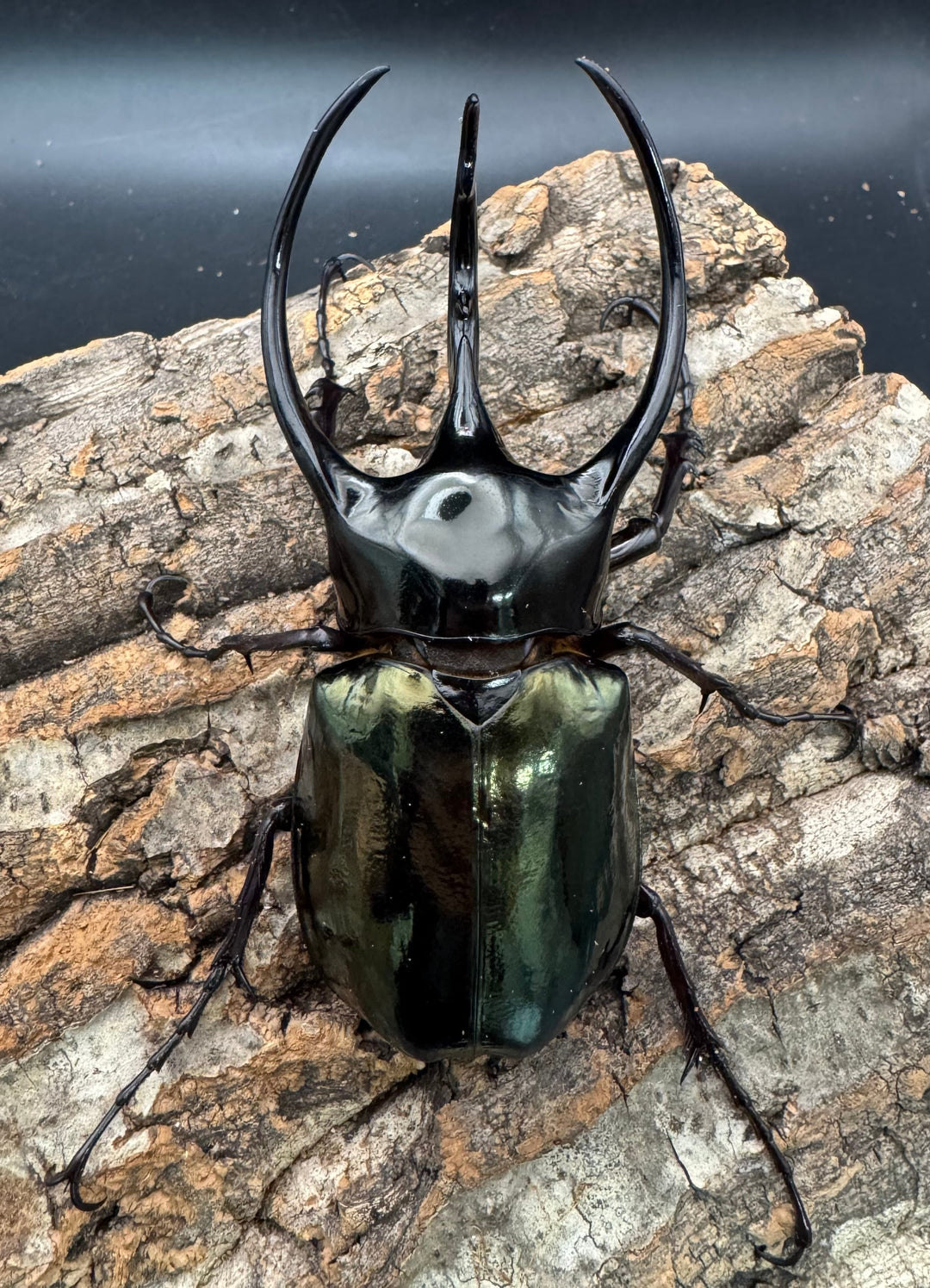 【WD】《ジャワコーカサスオオカブト 109mm ペア》