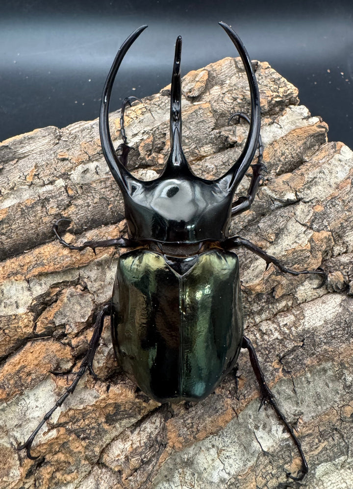 【WD】《ジャワコーカサスオオカブト 109mm ペア》