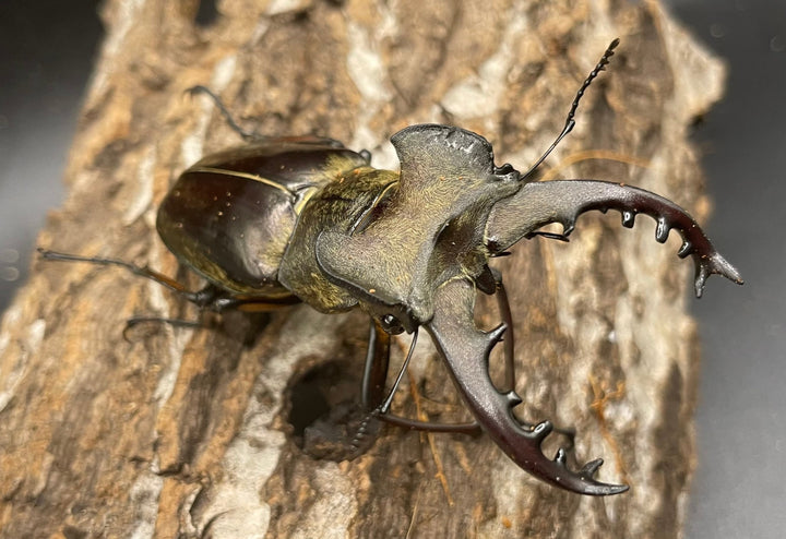 【WD】大型《ミヤマクワガタ 72.9mm ペア》