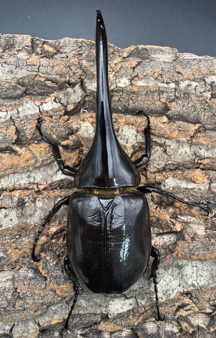 《ヘラクレス・ヘラクレス 130mm ペア》