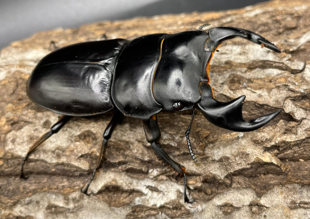 《マレーアンタエウスオオクワ 72.5mm ペア》