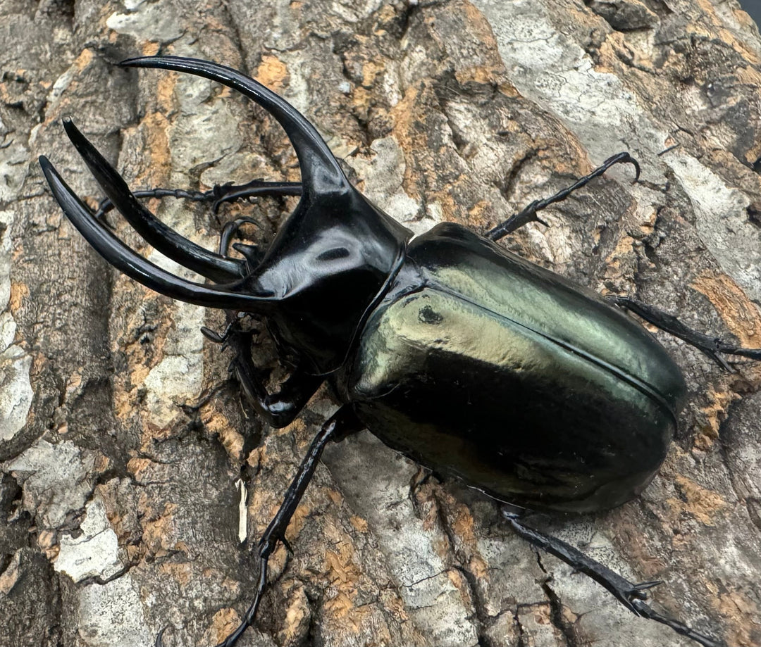 【WD】《インドアトラスオオカブト亜種マンテツ ラオス産 90mm ペア》