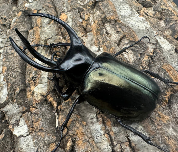 【WD】《インドアトラスオオカブト亜種マンテツ ラオス産 90mm ペア》