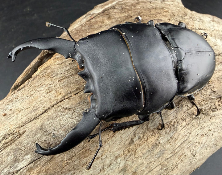 【WD】《アルキデスヒラタ アチェ産 長歯 87mm ペア》