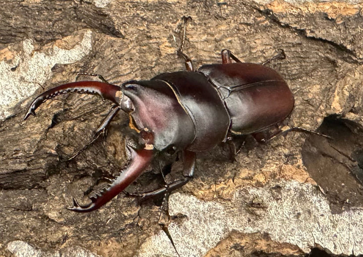 【WF1】《メリディオナリスコクワ ペア》