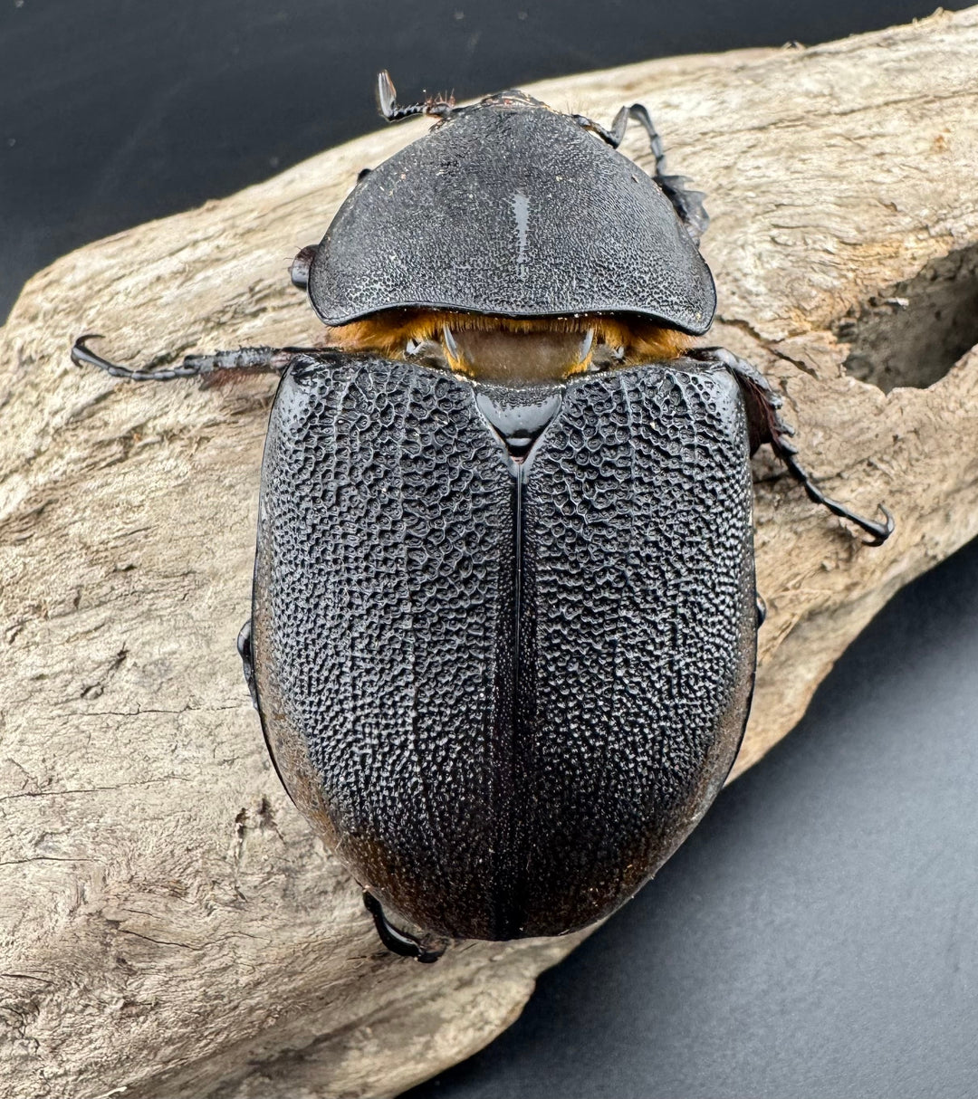 【WD】《ヘラクレス・リッキー コロンビア産 65mm ♀単》