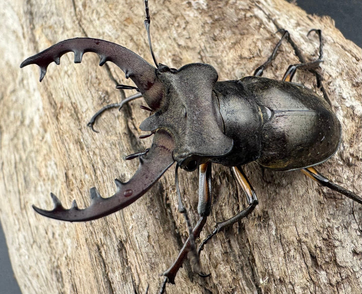 【WD】《ミヤマクワガタ 山形県産 50mmUP ペア》