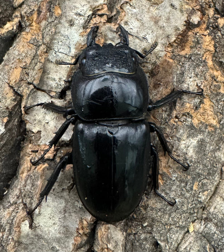 【WD】良型《パラワンオオヒラタクワガタ 96mm ペア》