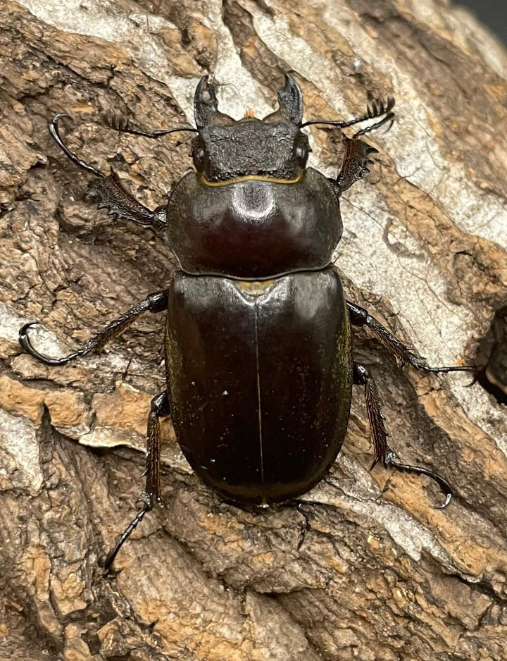 【WD】《ビクトリウスミヤマクワガタ 60mm ペア》