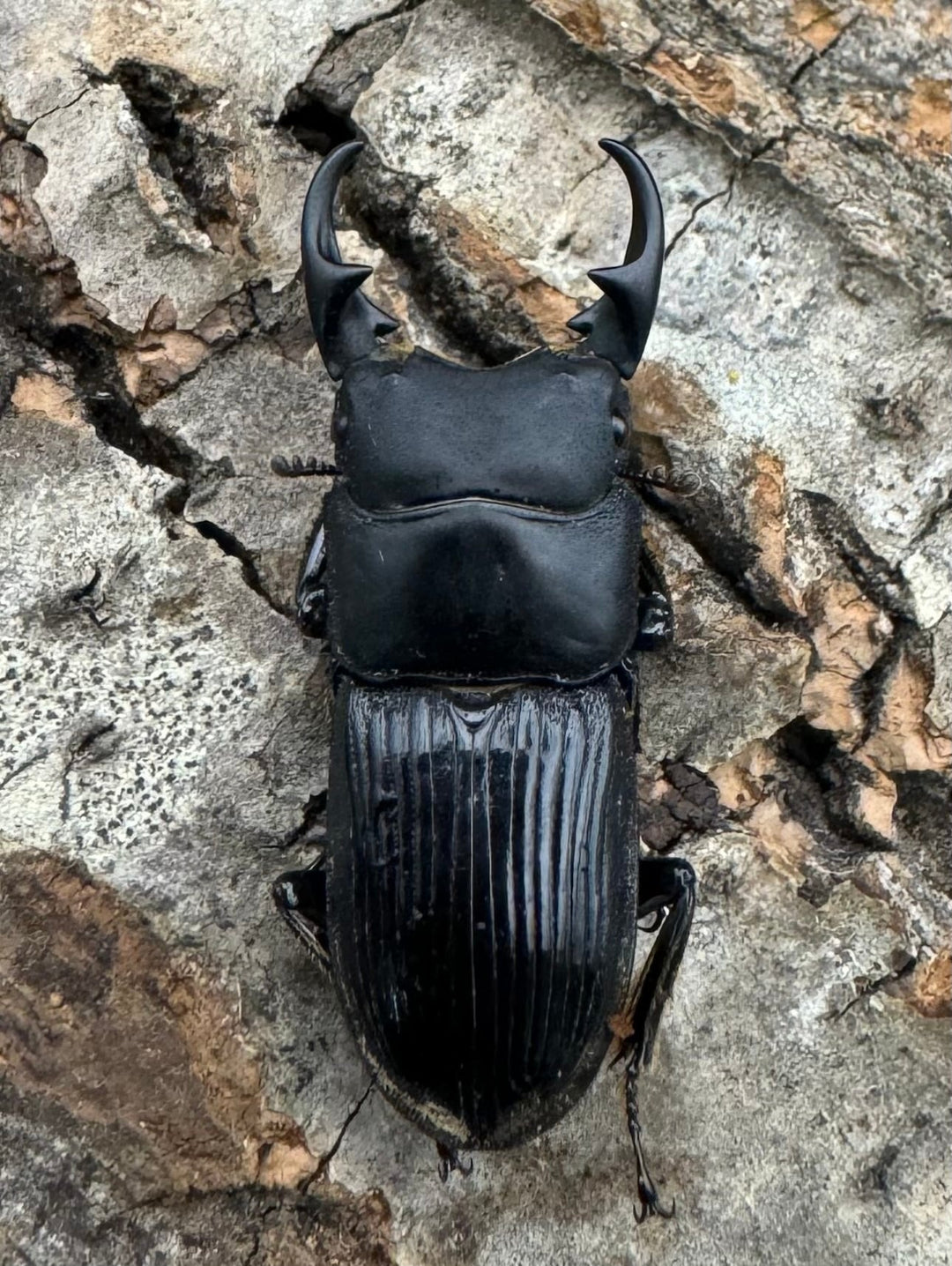 【F0】《カントンネブト Free A'品ペア》