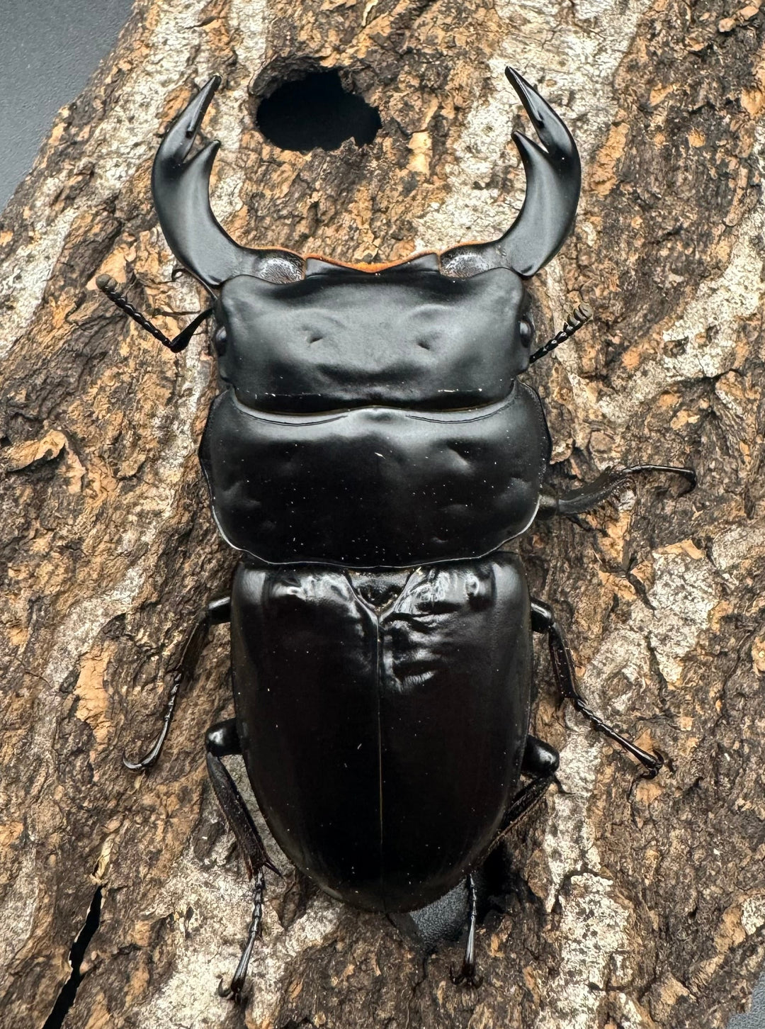 《インドアンタエウスオオクワ 74mm ペア》