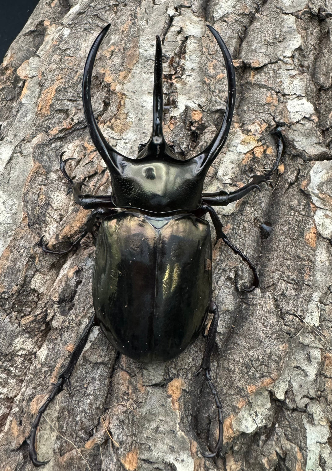 【WD】《ミンダナオアトラスオオカブト 90mm ペア》