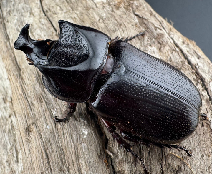 【WD】《ヒラズツツサイカブト 45mm ペア》