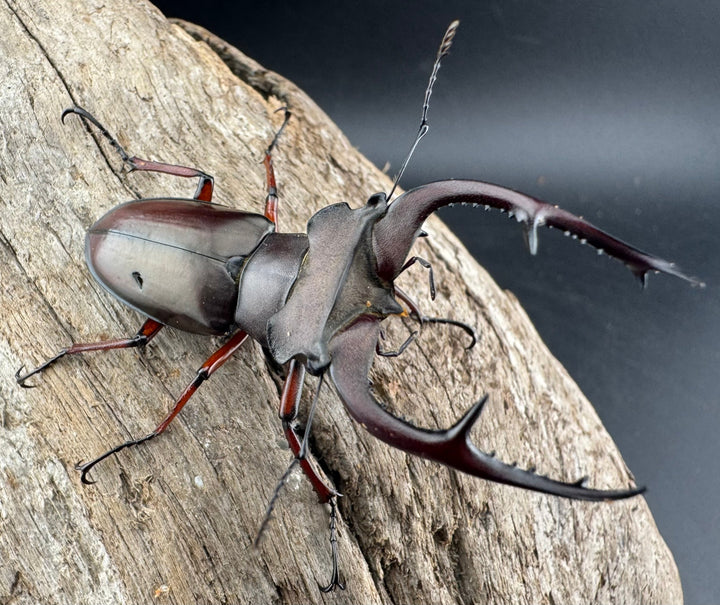 【WD】貴重産地《ブリヴィオミヤマ 57mm ペア》