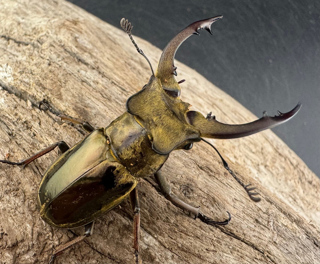 【WD】《メアレーミヤマ チベット産 50mm ペア》