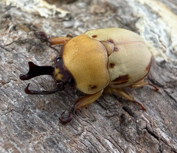 《カツラクワガタコガネ 20mm ♂♀♀トリオ》