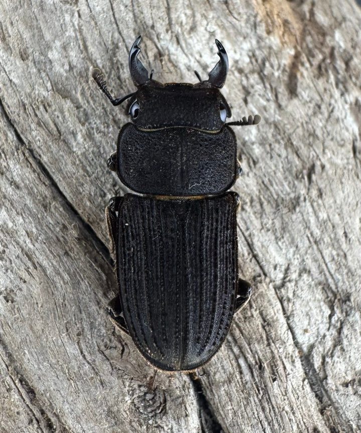 【F0】《ベルティヌスサビクワガタ 貴州省産 Free ペア》①