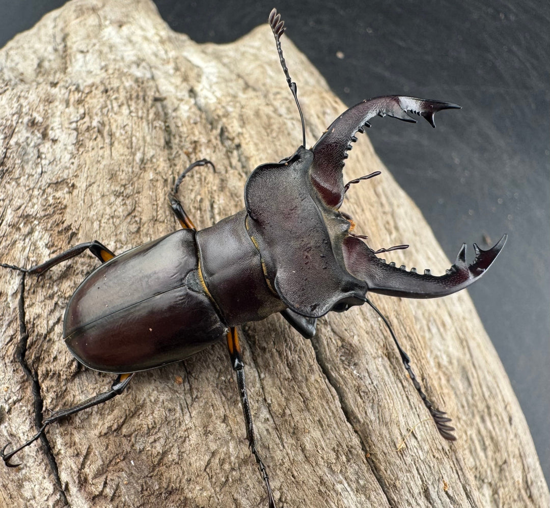 【WD】大型《シセンミヤマクワガタ 重慶市 51mm ペア》