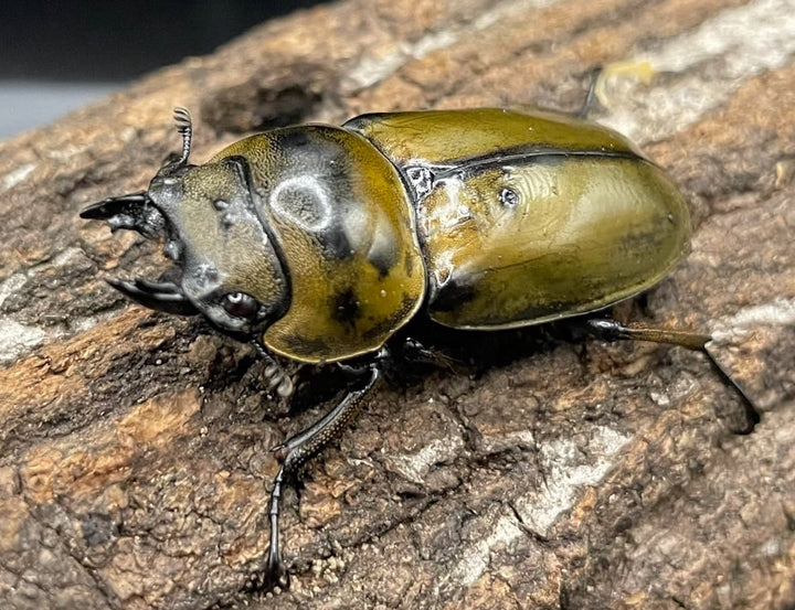《ババオウゴンオニクワガタ　3令　幼虫　3頭セット》