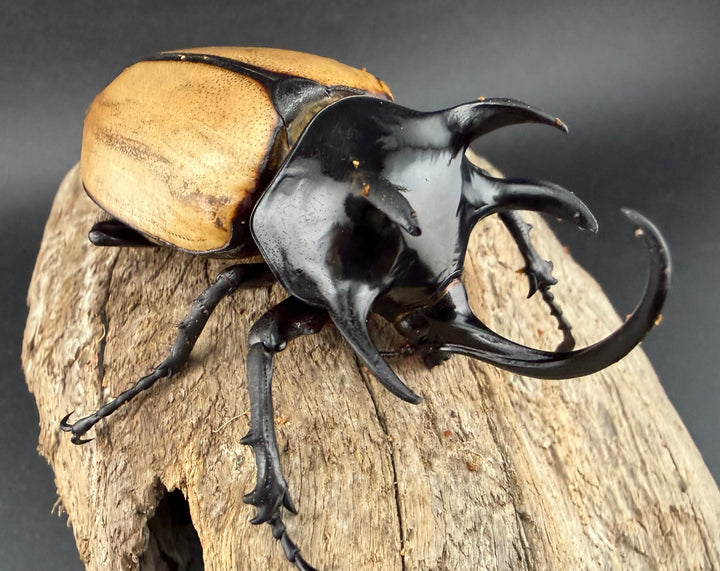 【WD】《ゴホンツノカブト原名亜種 タイ産 85mm ペア》