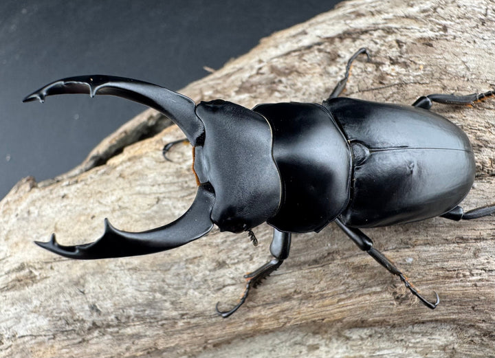 【WD】《ブラナウンコクワ 碧羅雪山産 64mm ペア》