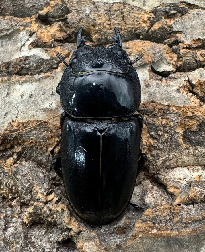 《スマトラオオヒラタ 93mm ♂♀♀トリオB品》