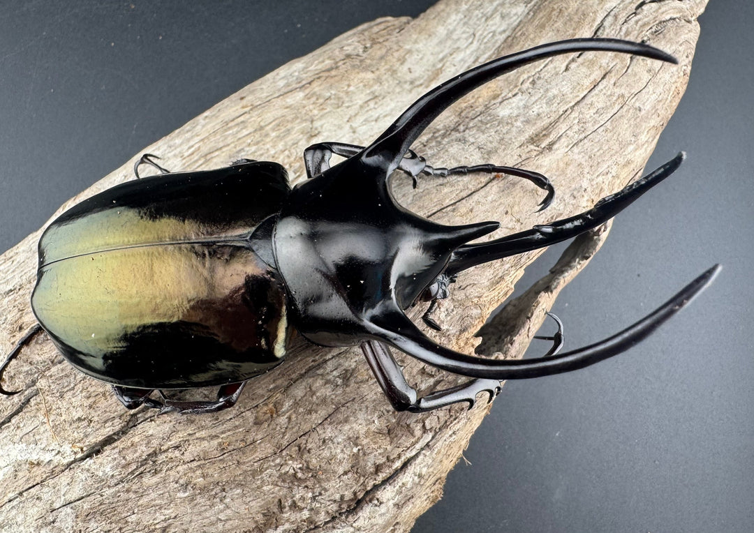 【WD】《ジャワコーカサスオオカブト 97.5mm ペア》