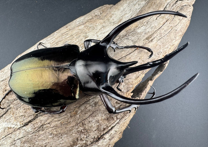 【WD】《ジャワコーカサスオオカブト 97.5mm ペア》