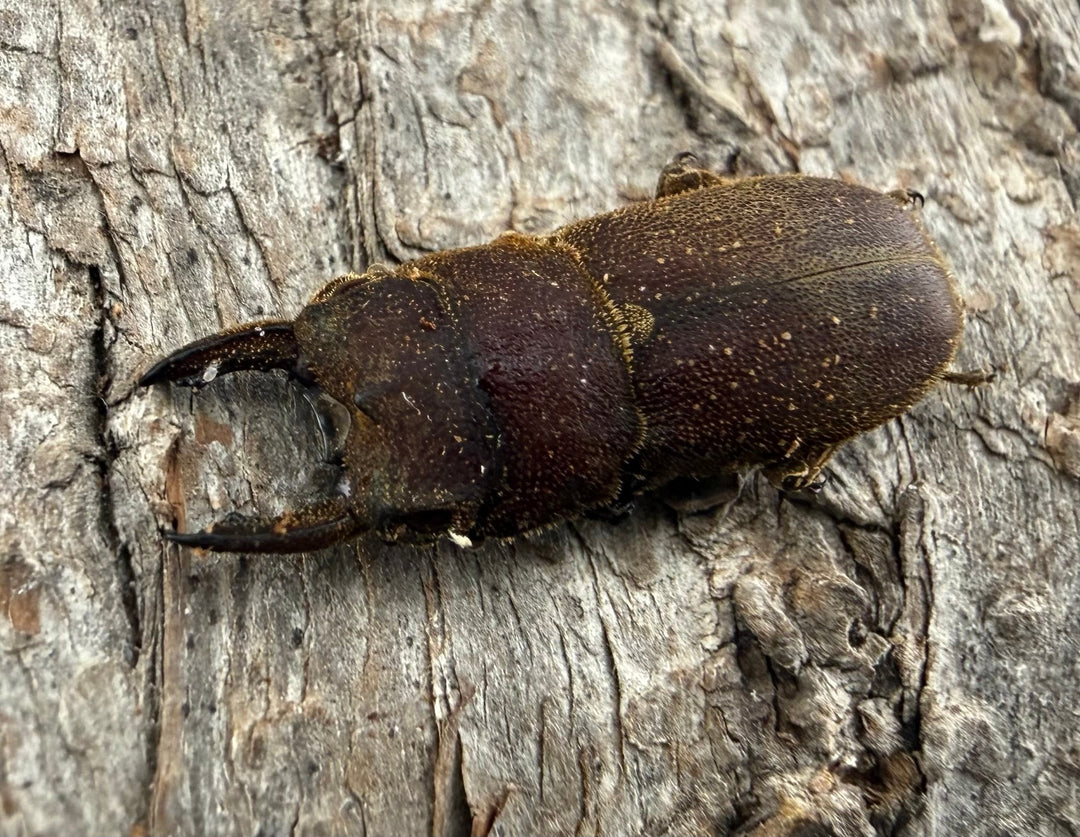 【WF9】《カプレオルスソリアシサビ ペア 19.5mm ペア》わたくわ氏ブリード個体
