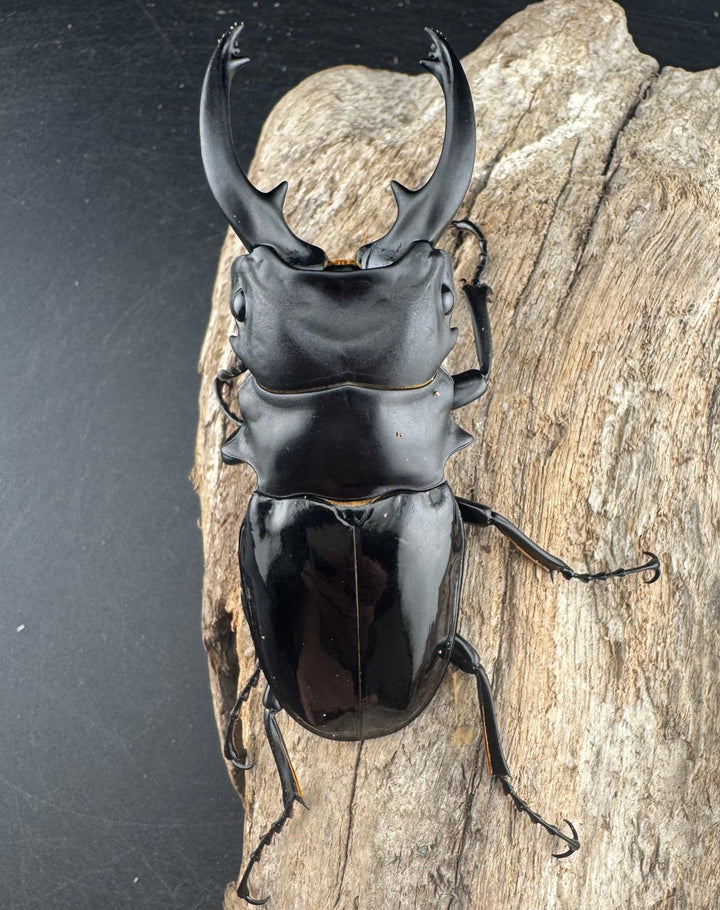 【WD】《ルディカツヤクワガタ 82mm ペア》