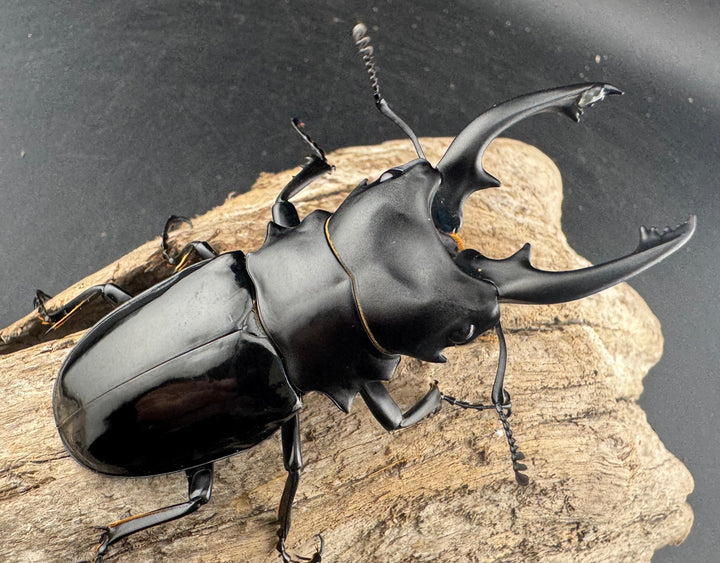 【WD】《ルディカツヤクワガタ 78mm ペア》