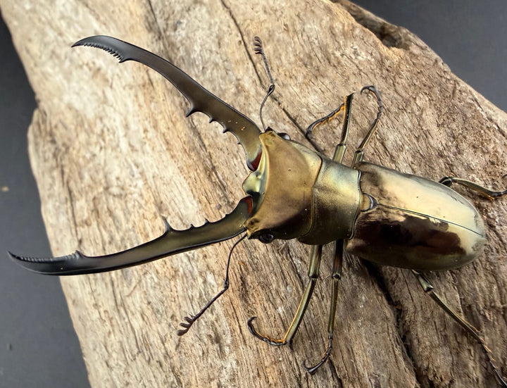 《メタリフェルホソアカ亜種イソガイ 61mm ペア》