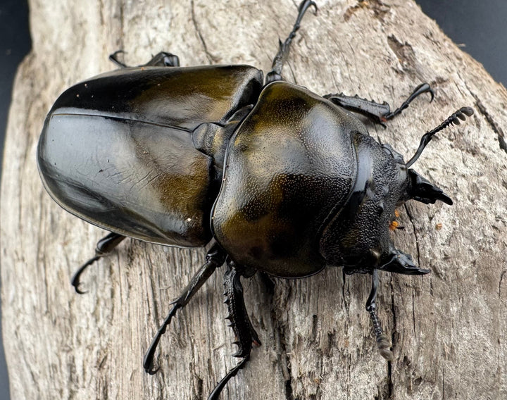 【F0】《ローゼンベルグオウゴンオニクワガタ 52mm ♀単》②