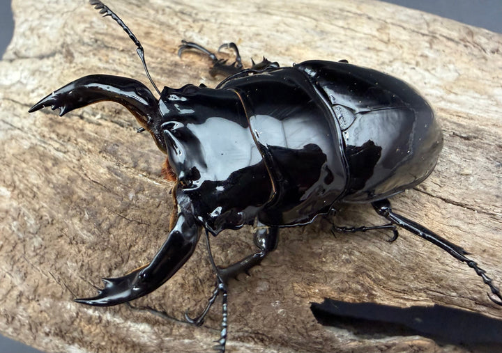 《レギウスオオツヤクワガタ 69mm ♂♀♀トリオ》