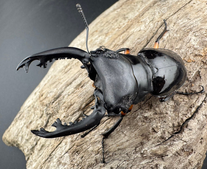 【WD】《インペリアリスツヤ亜種komorii バタラザ産 66mm B品ペア》