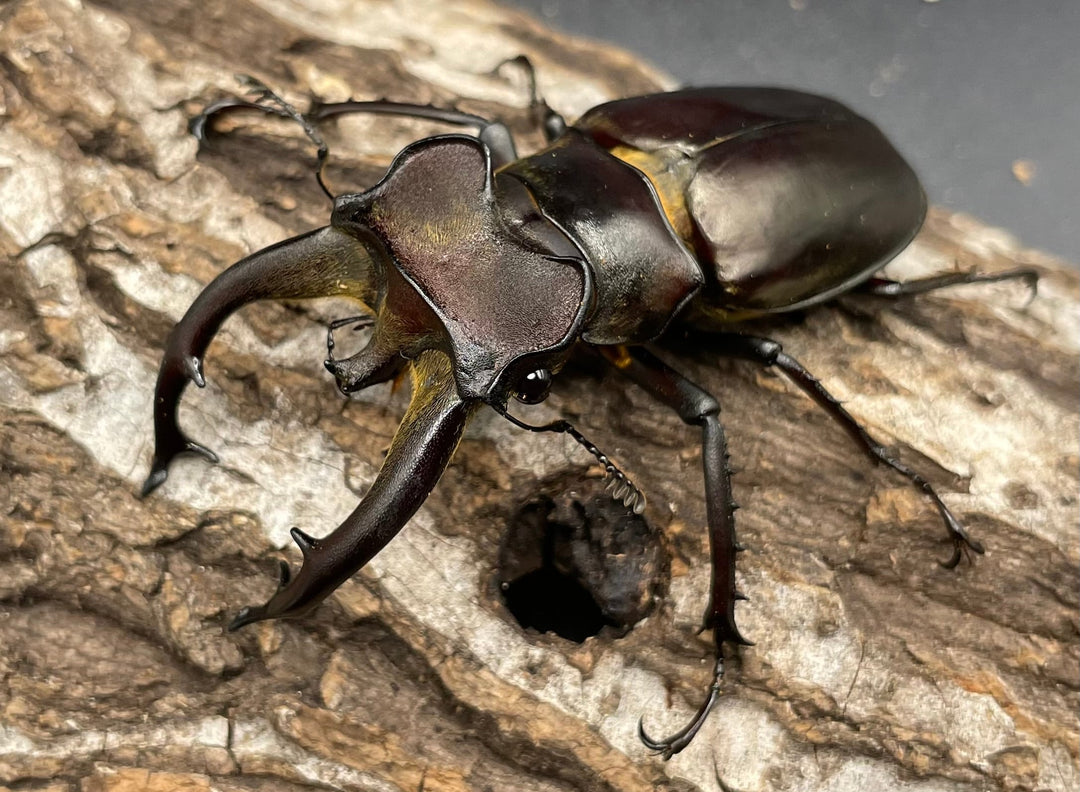 【WD】《フライミヤマクワガタ 73mm ペア》