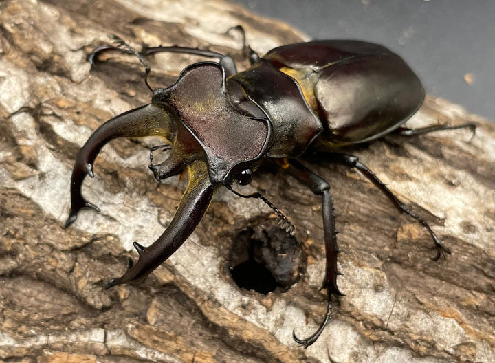 【WD】《フライミヤマクワガタ 73mm ペア》