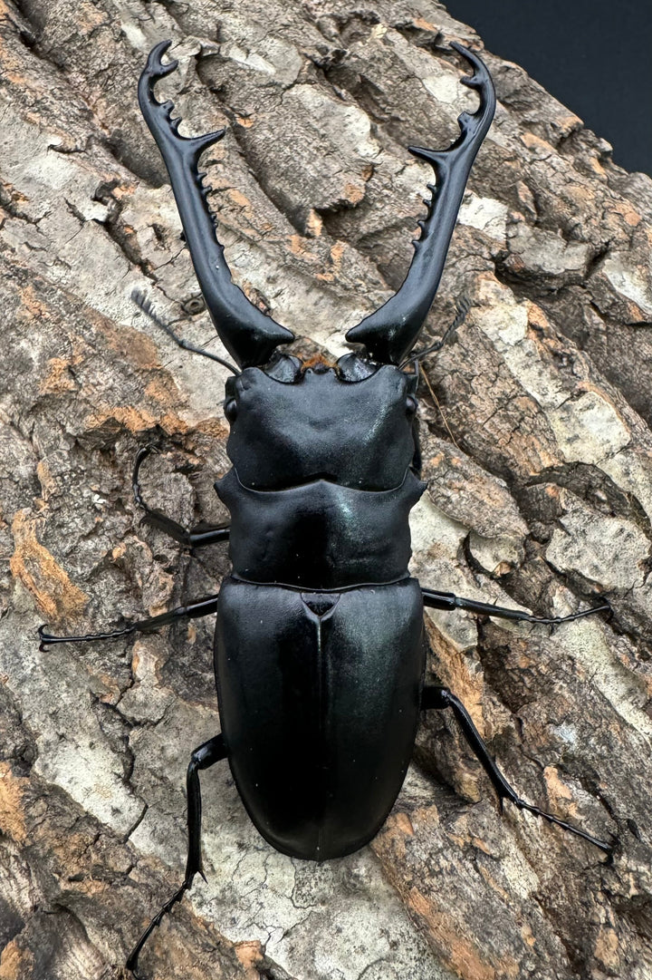 【WD】《ギラファノコギリ亜種ケイスケ 100mm A'品ペア》