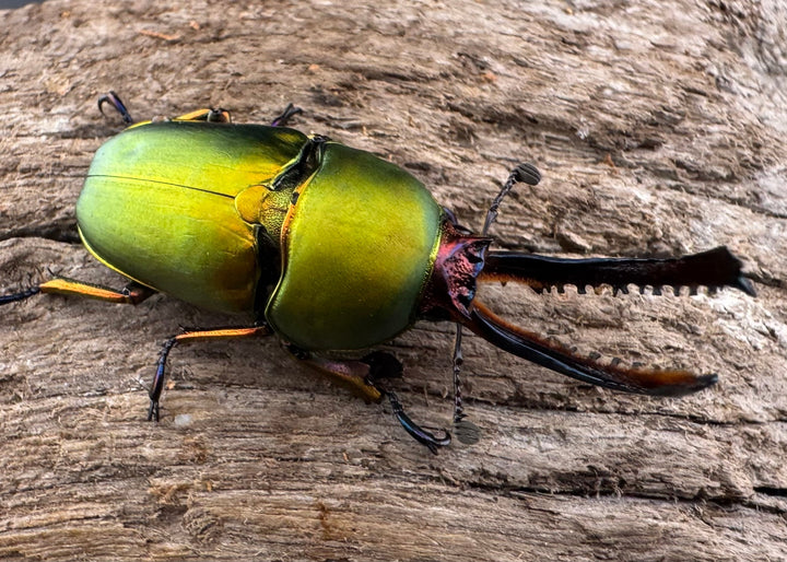 【WD】《パプアキンイロクワガタ アルファック産 40mm ペア》