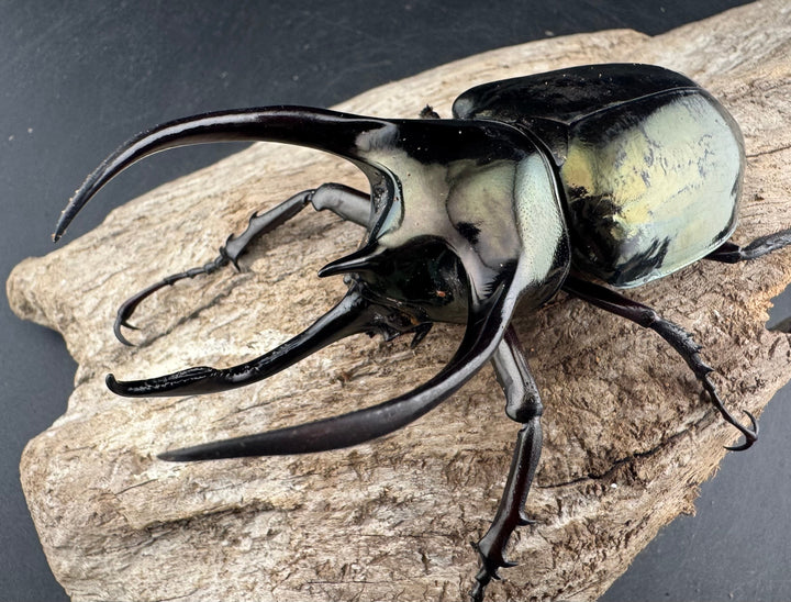 【WD】《ミンダナオアトラスオオカブト マラグサン産 95mm ペア》