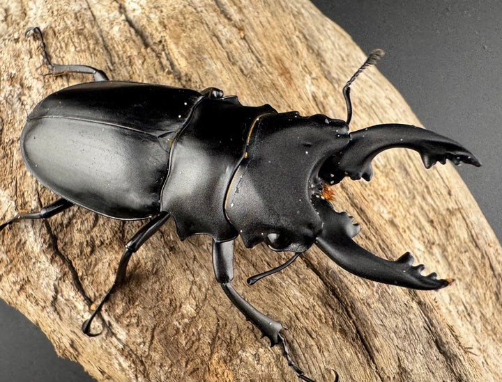 【WD】《アルケスツヤクワガタ ボアク島産 66.5mm A'品ペア》