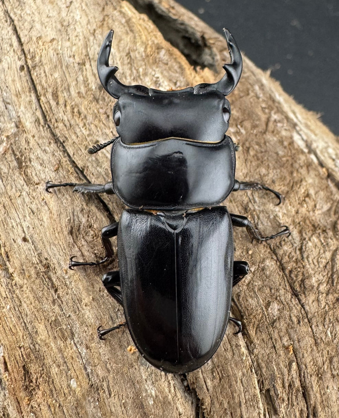 【WD】希少産地《ヤクシャオオクワ亜種gracilicornis 39mm ペア》