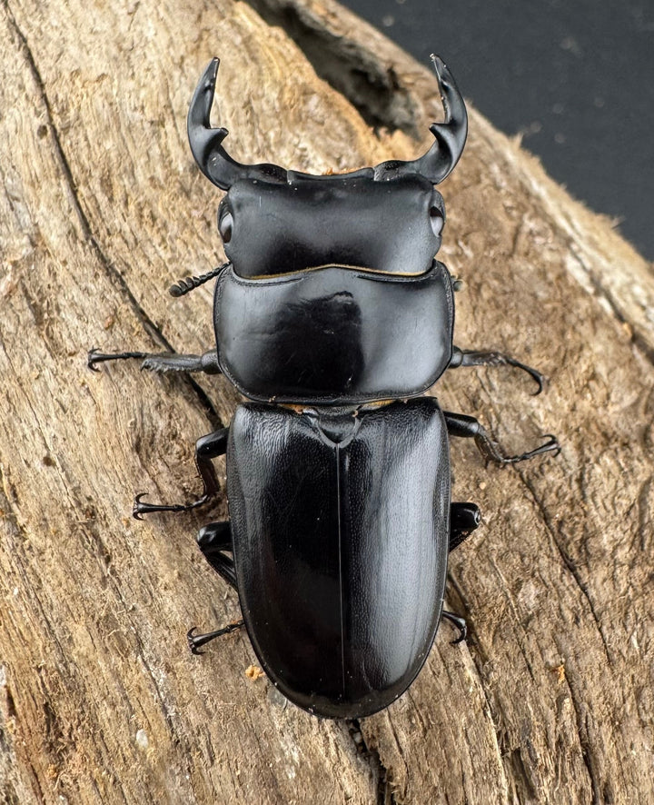 【WD】希少産地《ヤクシャオオクワ亜種gracilicornis 39mm ペア》