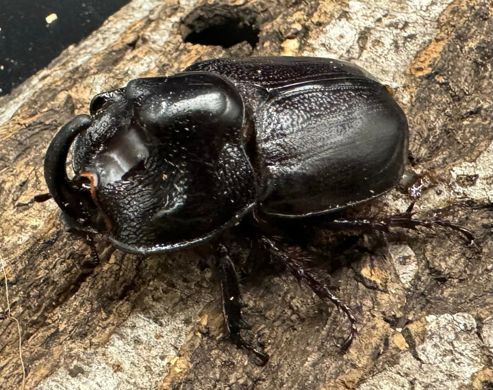 【WD】《マルタバンメンガタカブト 49.5mm ペア》