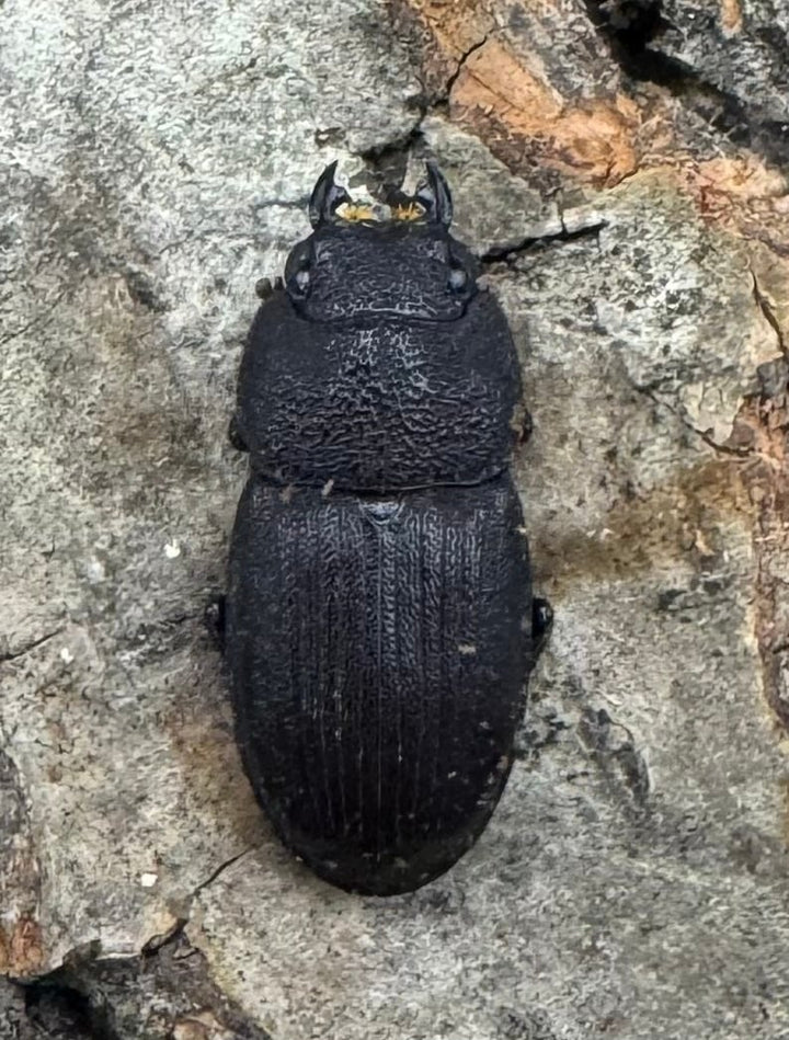 【WD】《フィリピンネブト原名亜種 24mm ペア》