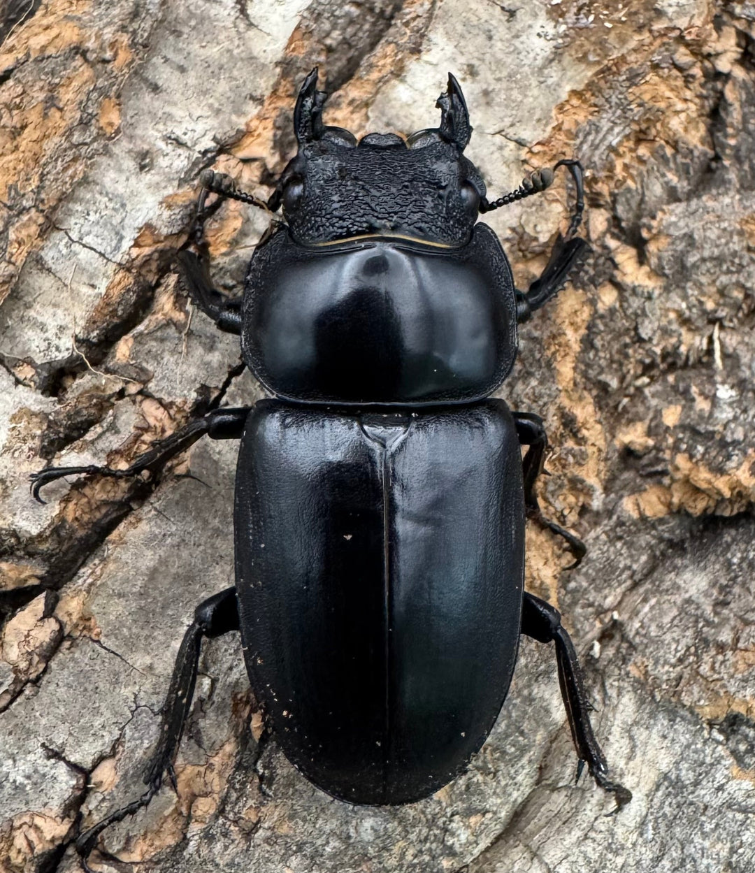 《マレーアンタエウス ドルクスマンB血統 77mm ペア》