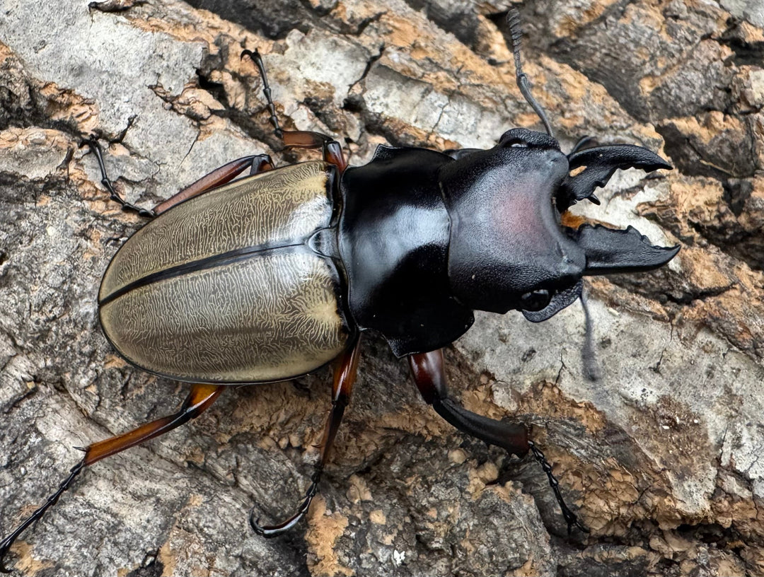 【WD】《フェモラリスツヤクワガタ亜種waterstradit 54.5mm A'品ペア》