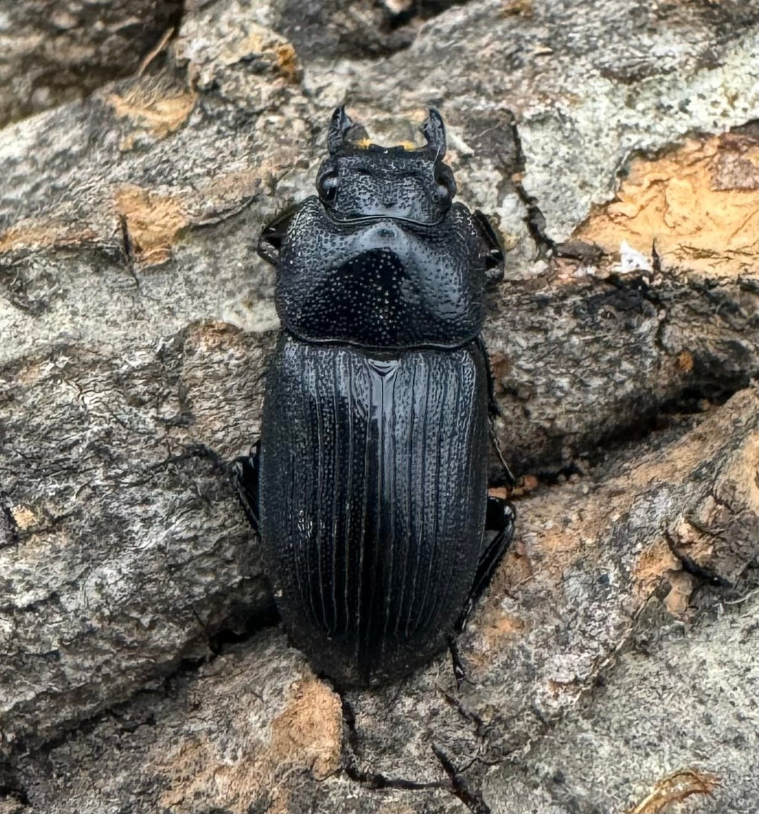 【F0】《カントンネブト 29mm ペア》